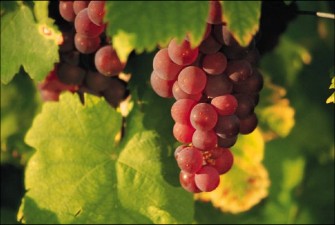 grapes on the vine